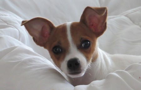 Jack (Chihuahua) - head and shoulder of a brown and white Chihuahua lying on a white backgroung