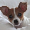 Jack (Chihuahua) - head and shoulder of a brown and white Chihuahua lying on a white backgroung