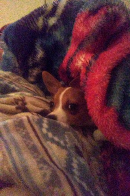 Jack (Chihuahua)