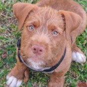 What Breed Is My Dog Mixed With? - reddish brown puppy with fuzzy hair on face