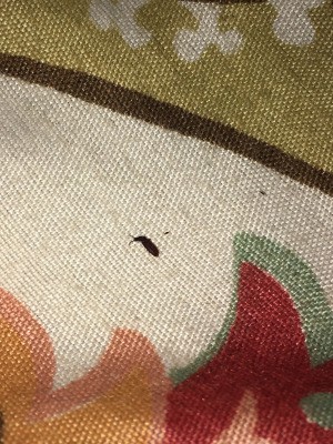 Identifying Small Black Bugs - long thin black bug on fabric