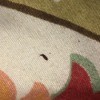 Identifying Small Black Bugs - long thin black bug on fabric