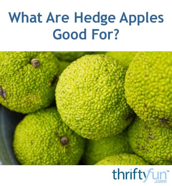 What Are Hedge Apples Good For Thriftyfun