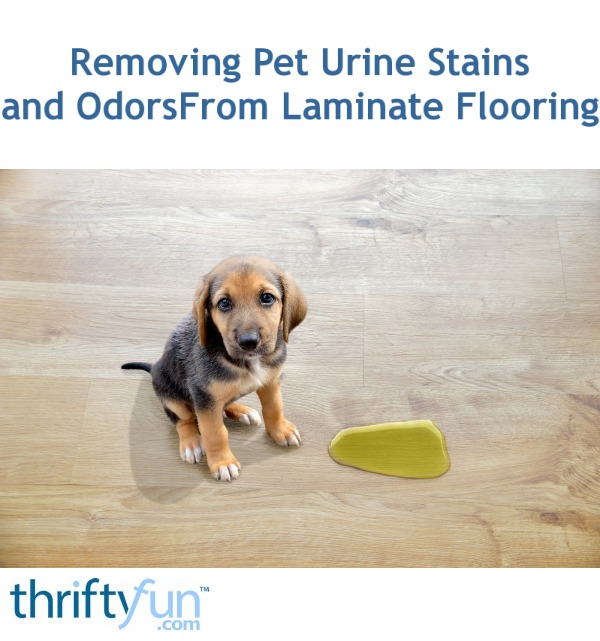 Cleaning Pet Urine Stains And Odors