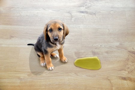 Puppy next to a puddle on laminate floors.