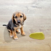 Puppy next to a puddle on laminate floors.