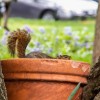 Squirrel in clay pot.