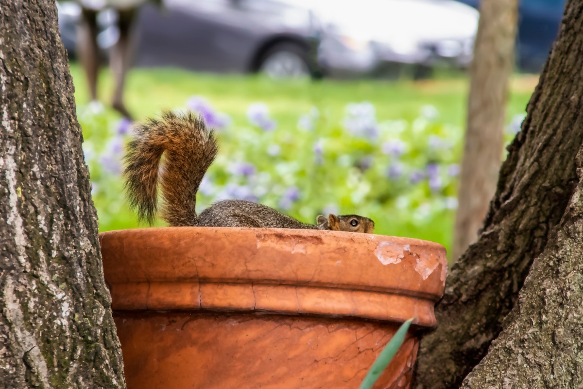 Keeping Squirrels From Digging In Plants Thriftyfun