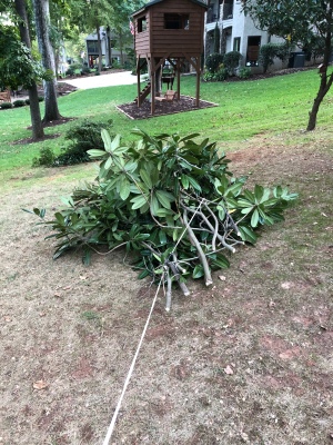 Easy Tree Limb Clean Up - off they go