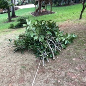 Easy Tree Limb Clean Up - off they go