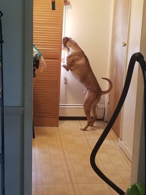 Nursing a Dog Recovering from Parvo - brown dog with front paws up on perhaps a window ledge