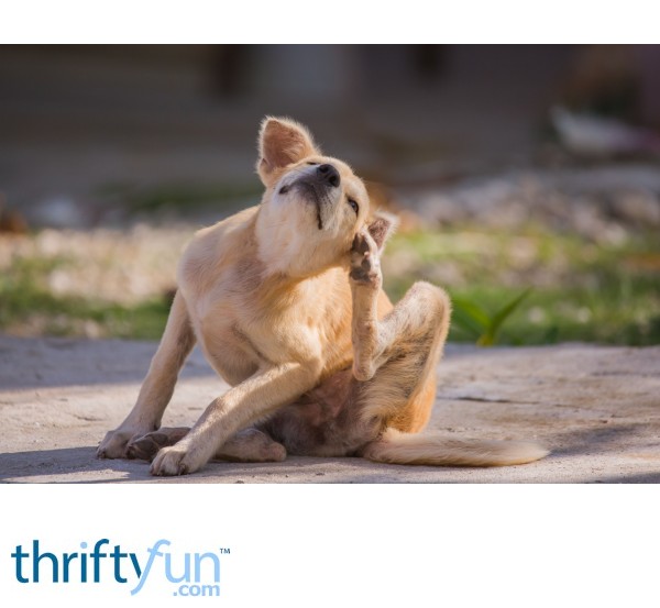 Remedy for Dog's Itchy Skin ThriftyFun
