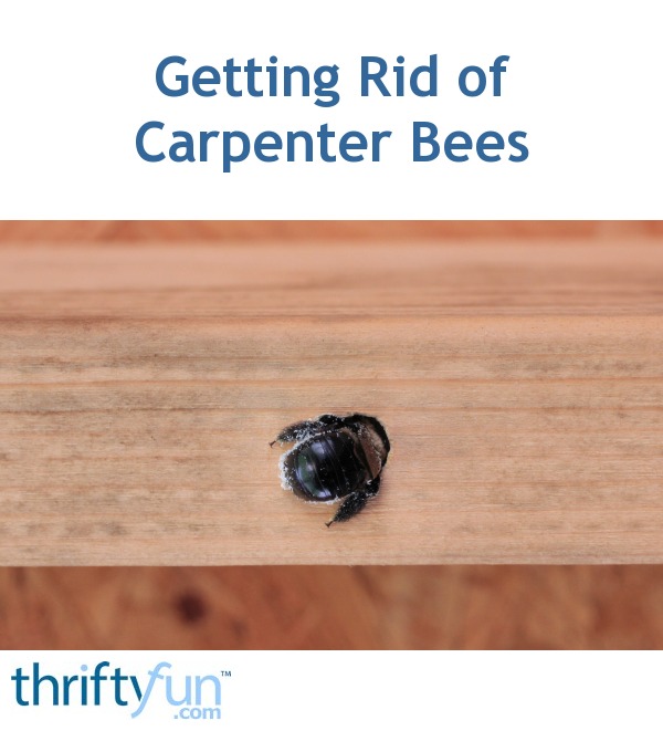 Carpenter Bee Fancy 