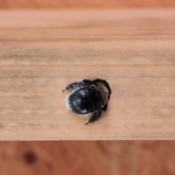 Carpenter bee drilling into wood.