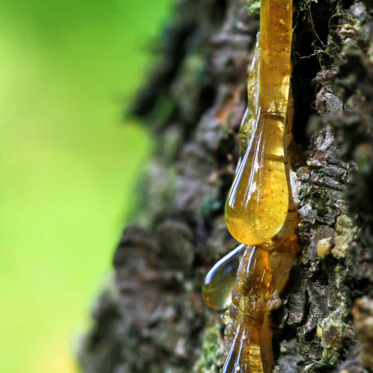 icarus tree sap