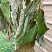Leaves on My Avocado Tree Turning Brown - drooping leaves with brown edges