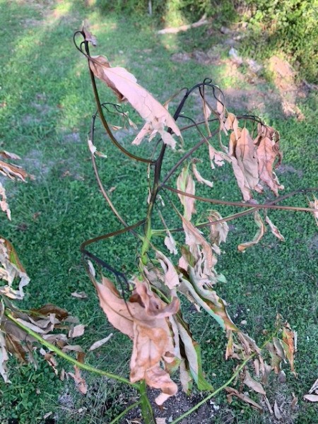 Leaves on My Avocado Tree Turning Brown