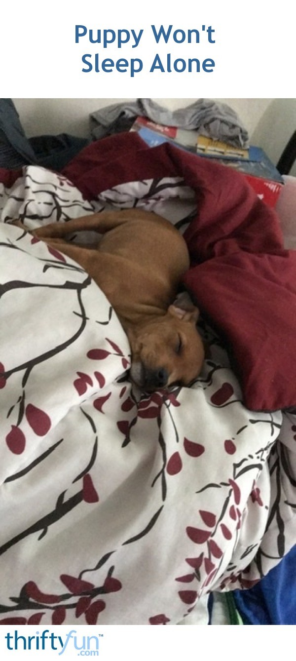 Week Old Puppy Sleeping Through The Night 2025 www