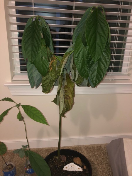 Avocado Tree Losing Leaves - distressed tree, droopy leaves and brown leaves