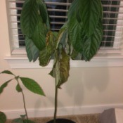 Avocado Tree Losing Leaves - distressed tree, droopy leaves and brown leaves