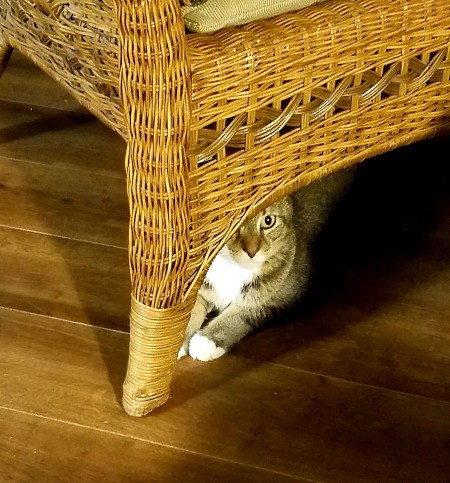 Connor Allen (Tiger Stripe Cat) - cat under a rattan chair or couch