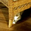 Connor Allen (Tiger Stripe Cat) - cat under a rattan chair or couch