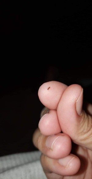 Identifying a Small Brown Bug - bug on person's fingertip