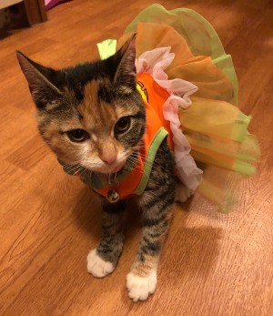 Caring for a Blind Kitten - tabby cat wearing a tutu