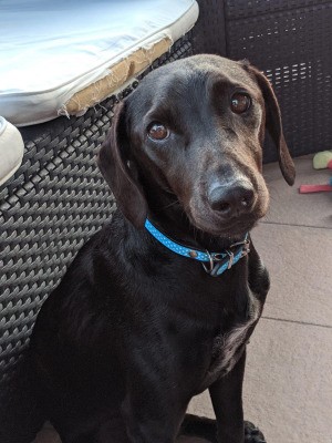 What Breed Is My Dog? - brown dog with long thin ears