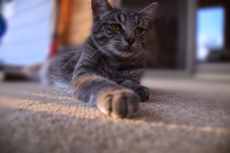 Smokey (American Shorthair) - grey and black tabby cat