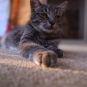 Smokey (American Shorthair) - grey and black tabby cat