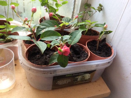 Recycle Plastic Tubs to Hold Cuttings - small plastic pots containing plant cuttings inside a plastic tub