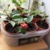 Recycle Plastic Tubs to Hold Cuttings - small plastic pots containing plant cuttings inside a plastic tub