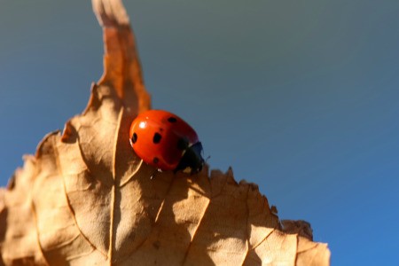 A ladybug on a brown leaf.