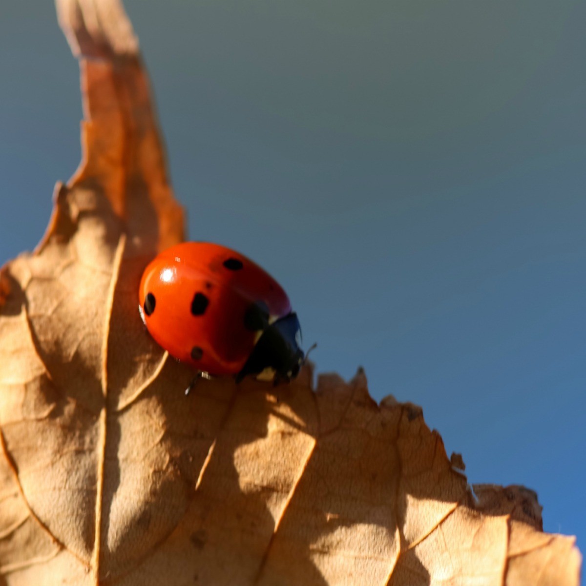 Allowing Ladybird Beetles To Hibernate For Winter Thriftyfun