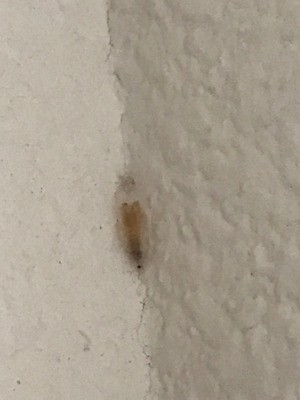 Identifying a Bug - a bug or eggs in a corner