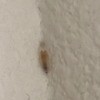 Identifying a Bug - a bug or eggs in a corner