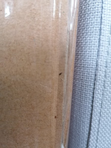 Identifying Bugs on New Bed