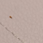 Identifying Bugs on New Bed - brown bug