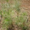 Identifying Trees - little evergreen trees