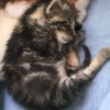 Snuggles (Cat) - black and white fuzzy kitten sleeping