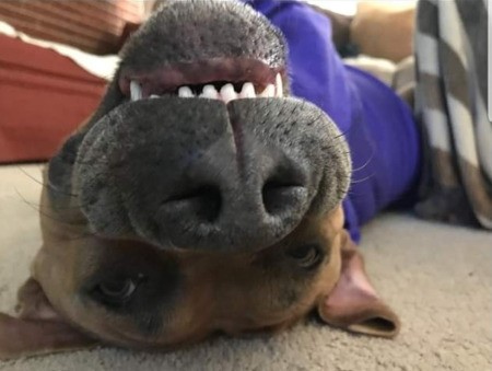 Lexi Lou (Blue Fawn Pit) - closeup of dog's face, she is lying upside down