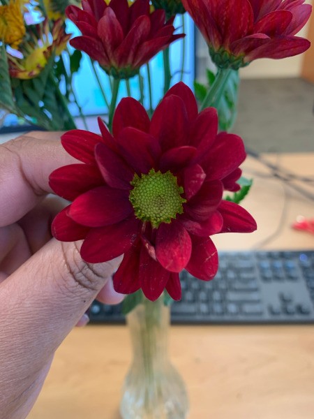 Identifying Flowers - red flower likely a dahlia