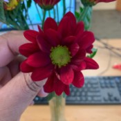 Identifying Flowers - red flower likely a dahlia