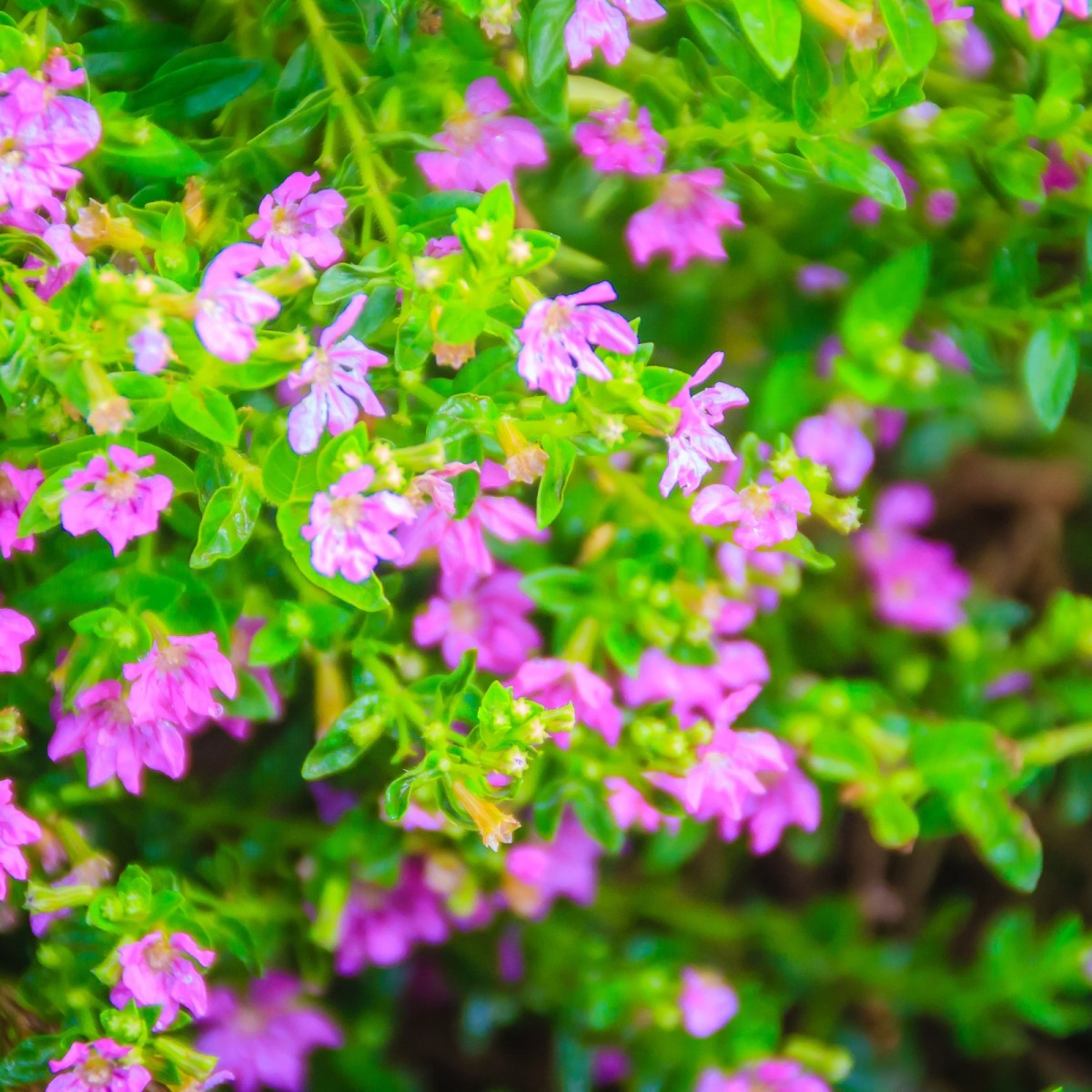Growing Mexican Heather (Cuphea) | ThriftyFun
