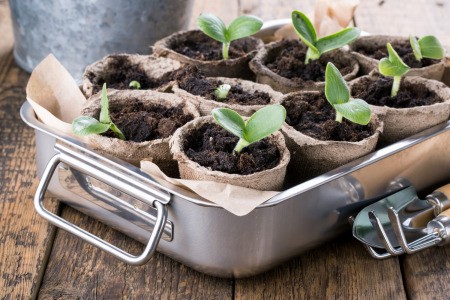 A tray of pumpkin seedlings.