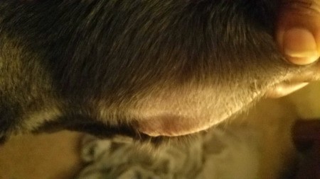 why is my puppy losing hair on his ears