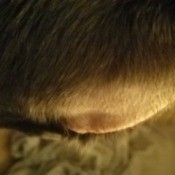 Dog Losing Hair Around His Ears