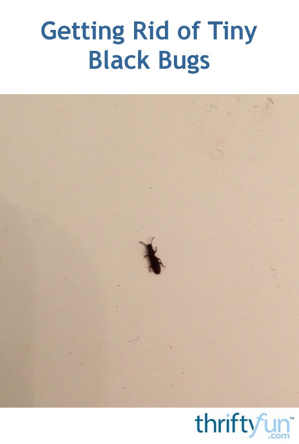 Getting Rid of Tiny Black Bugs? | ThriftyFun