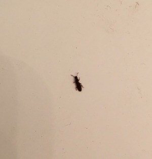 Getting Rid of Tiny Black Bugs - long narrow black bug
